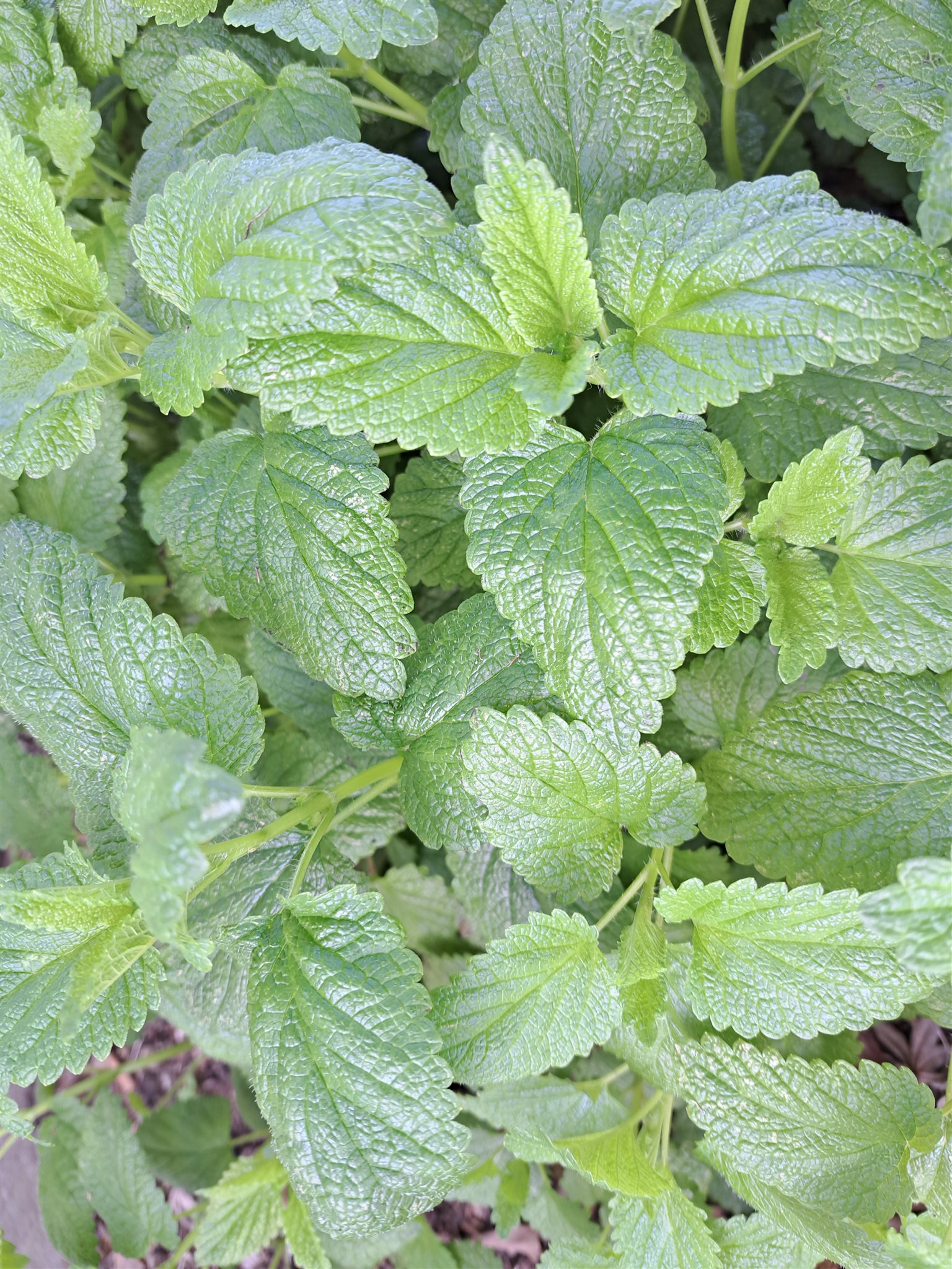 20261009_melissa officinalis lemon balm_100917_copyright jaine kirtley.jpg